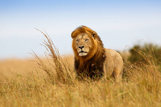 Manyara, Full Serengeti & Ngorongoro